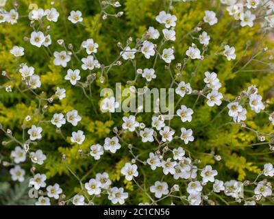 Arbor, white little flowers against green ground cover. Stock Photo