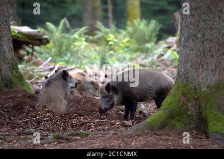 Wildschweine *** Local Caption ***  Pigs, beech mast, Buchenwald, real pigs, Inserted, mixed forest, cloven-hoofed animal, sow, making a mess, making Stock Photo