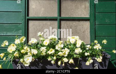 one window on a wall, decorated with blooming flowers Stock Photo