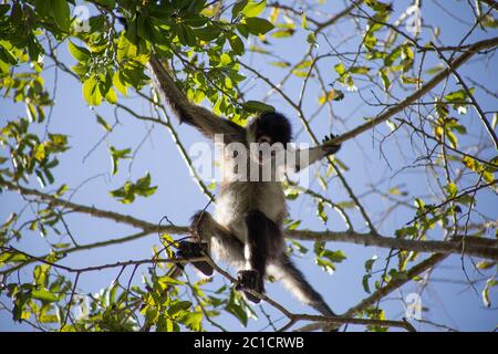 Brown spider monkey hanging from tree, Costa Rica, Central America Stock Photo