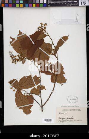 Microcos sp Microcos sp Stock Photo - Alamy