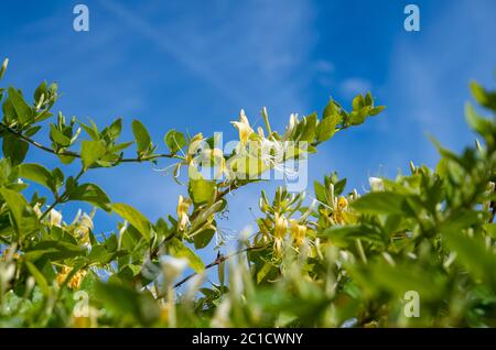 Japanese Honeysuckle vine Lonicera japonica 'Halliana'  in bloom with its delicate yellow and white flowers during the summer UK Stock Photo