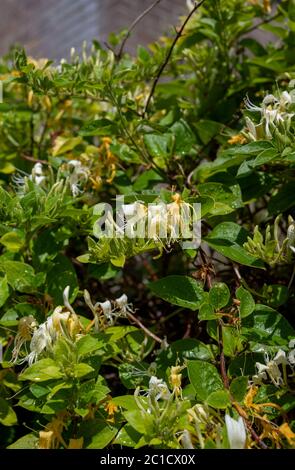 Japanese Honeysuckle vine Lonicera japonica 'Halliana'  in bloom with its delicate yellow and white flowers during the summer UK Stock Photo