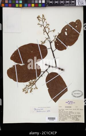 Microcos sp Microcos sp Stock Photo - Alamy
