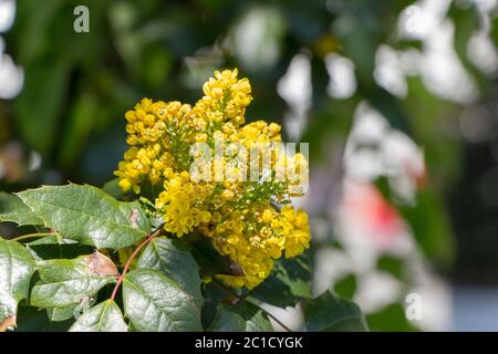 Oregon Grape Flowers Yellow, against the background of green leaves, close up Stock Photo