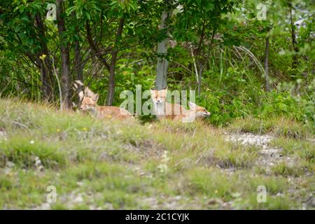 Fox cubs playing around their den Stock Photo