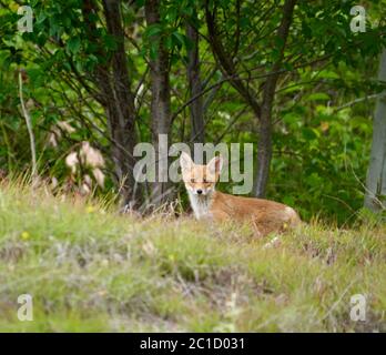 Fox cubs playing around their den Stock Photo