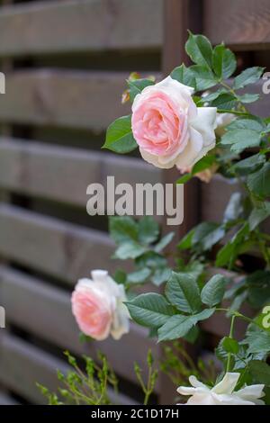 Pink roses climbing on the wooden fence close up Stock Photo