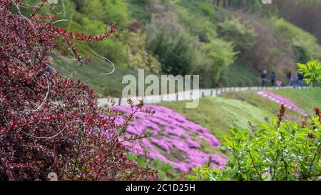 Floral background from the phlox of the subulate Stock Photo