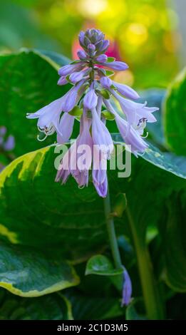 Violet flowers of blooming hosta Hosta undulata close up Stock Photo