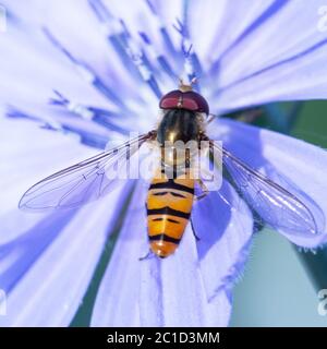 Gingerbread, useful insect sits on a blue flower of chicory flower Stock Photo
