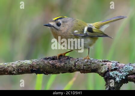 Lovely Goldcrest (regulus regulus) perched on lichen branch near a waterpond in green wood Stock Photo