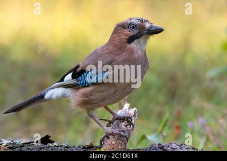 Colorful Eurasian jay (garrulus glandarius) posing on a dry forest stick near a ground Stock Photo