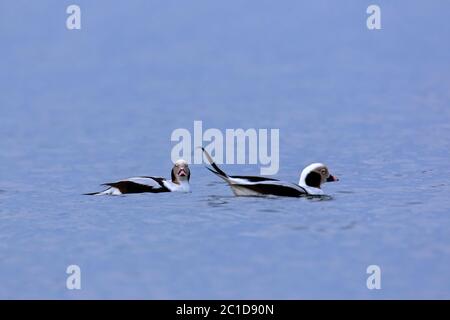 Two long-tailed ducks (Clangula hyemalis) males swimming in sea in winter Stock Photo
