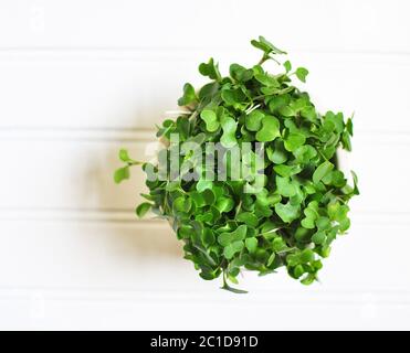 Broccoli Microgreens, superfood for the Vegan lifestyle Stock Photo