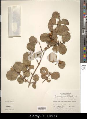 Anogeissus latifolia Anogeissus latifolia. Stock Photo