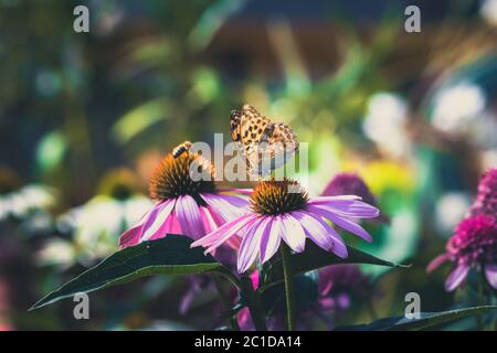 close up of orange monarch butterfly sitting on purple echinacea flower Stock Photo