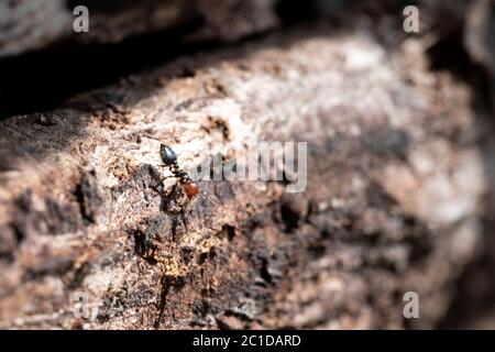 Red head black body fire ants honeypot Myrmecocystus detail macro inside anthill on a tree Stock Photo