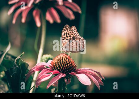 close up of orange monarch butterfly sitting on purple echinacea flower beautiful colored Stock Photo