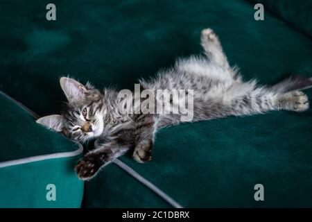 Kitten lying on the green sofa Stock Photo