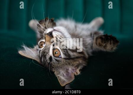 Kitten lying on the green sofa Stock Photo