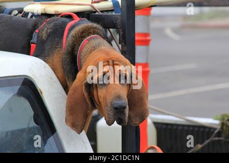 Red dog Bloodhound in car Stock Photo