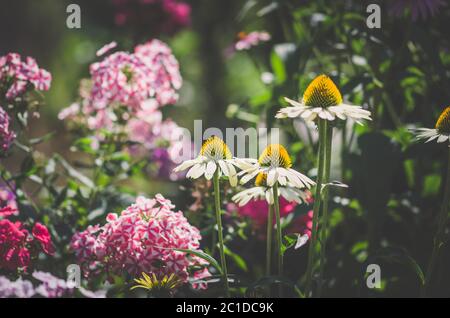 white, and red and green colors of flowers in golden hour time Stock Photo