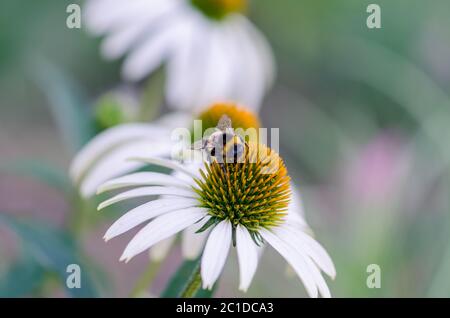 close up of white medicine echinacea flower and bee sitting on it Stock Photo