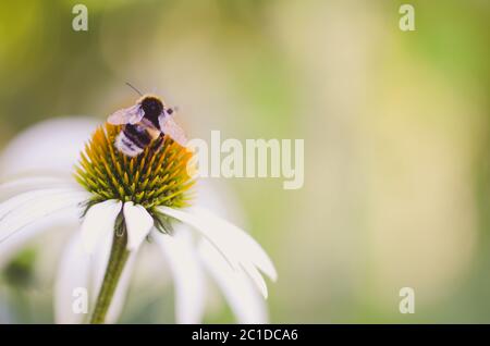 close up of white medicine echinacea flower and bee sitting on it with copy space Stock Photo