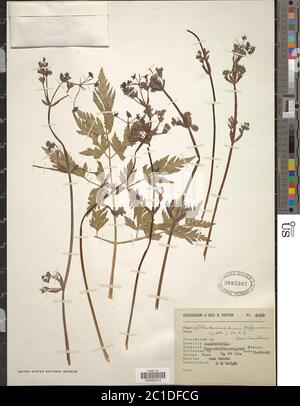 Rhodosciadium diffusum JM Coult Rose Mathias Constance Rhodosciadium ...