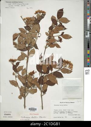 Viburnum acutifolium subsp lautum Viburnum acutifolium subsp lautum. Stock Photo