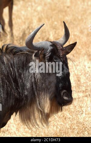 Gnu in the Savannah of the Serengeti in Tanzania Stock Photo