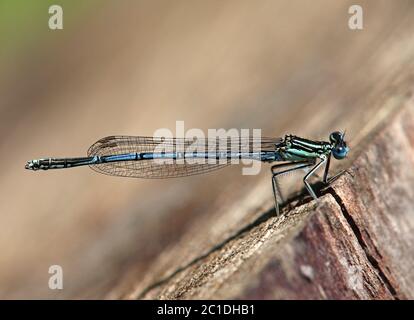 male blue federlibelle platycnemis pennipes from mindelsee
