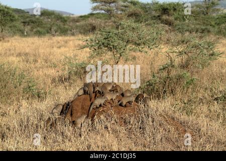 Banded mongooses in the Serengeti Stock Photo