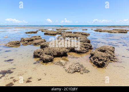 Coral Reef ecosystems grow nearby seashore on Boipeba Island in Brazil Stock Photo