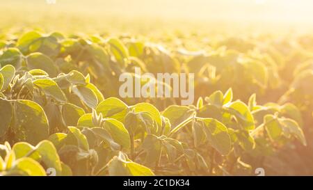 Young soybean shoots on the field in the sun Stock Photo