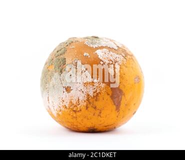 rotten and moldy orange on white background Stock Photo