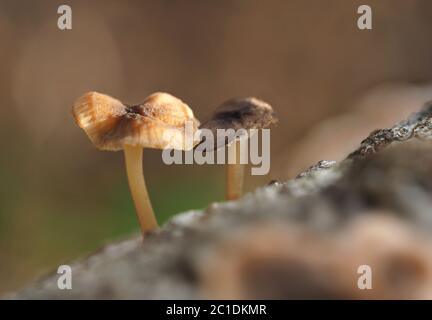 Tiny mushrooms growing from a rotting log in a wood Stock Photo