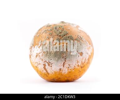 rotten and moldy orange on white background Stock Photo