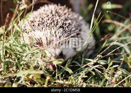 Hedgehog on green lawn in backyard Stock Photo