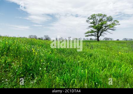 Lonely green tree in the middle of a meadow field against a blue sky background with white clouds. Spring landscape Stock Photo