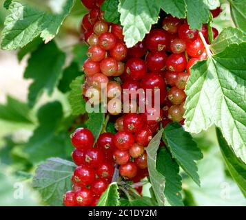 Red currants with green leaves on the bush Stock Photo