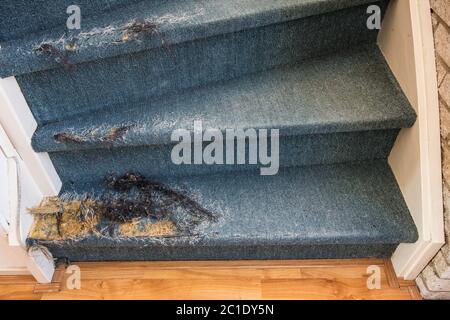 Old Staircase with damaged carpet Stock Photo