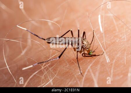 Mosquito biting human skin - drinking blood Stock Photo