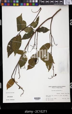 Microcos paniculata L Microcos paniculata L Stock Photo - Alamy