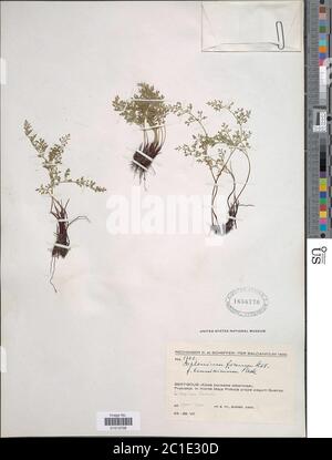 Asplenium fissum Willd Asplenium fissum Willd. Stock Photo