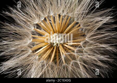 Dandelion seed head details -  Taraxacum officinale Stock Photo