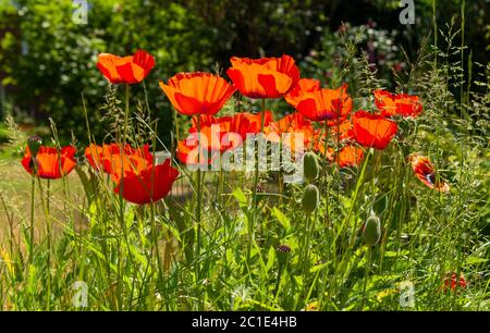 Orange poppies in amongst common grasses flowering in domestic garden in Reading, Berkshire, England, UK Stock Photo