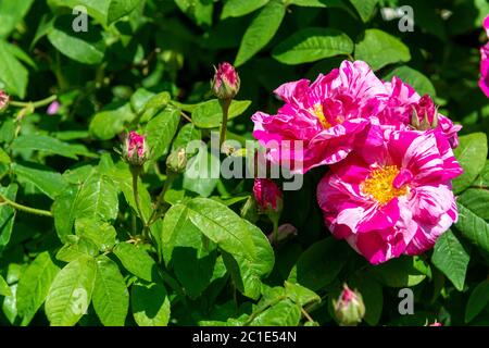 Rosa Mundi or Rosa gallica Versicolour  and pink and white striped rose flowering in a domestic garden in Reading, Berkshire, England, UK Stock Photo