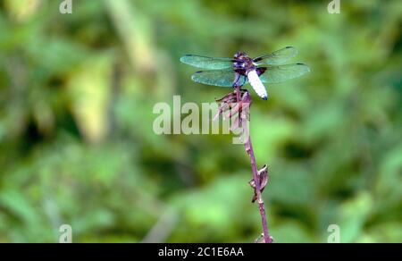 Dragonfly on a branch Stock Photo